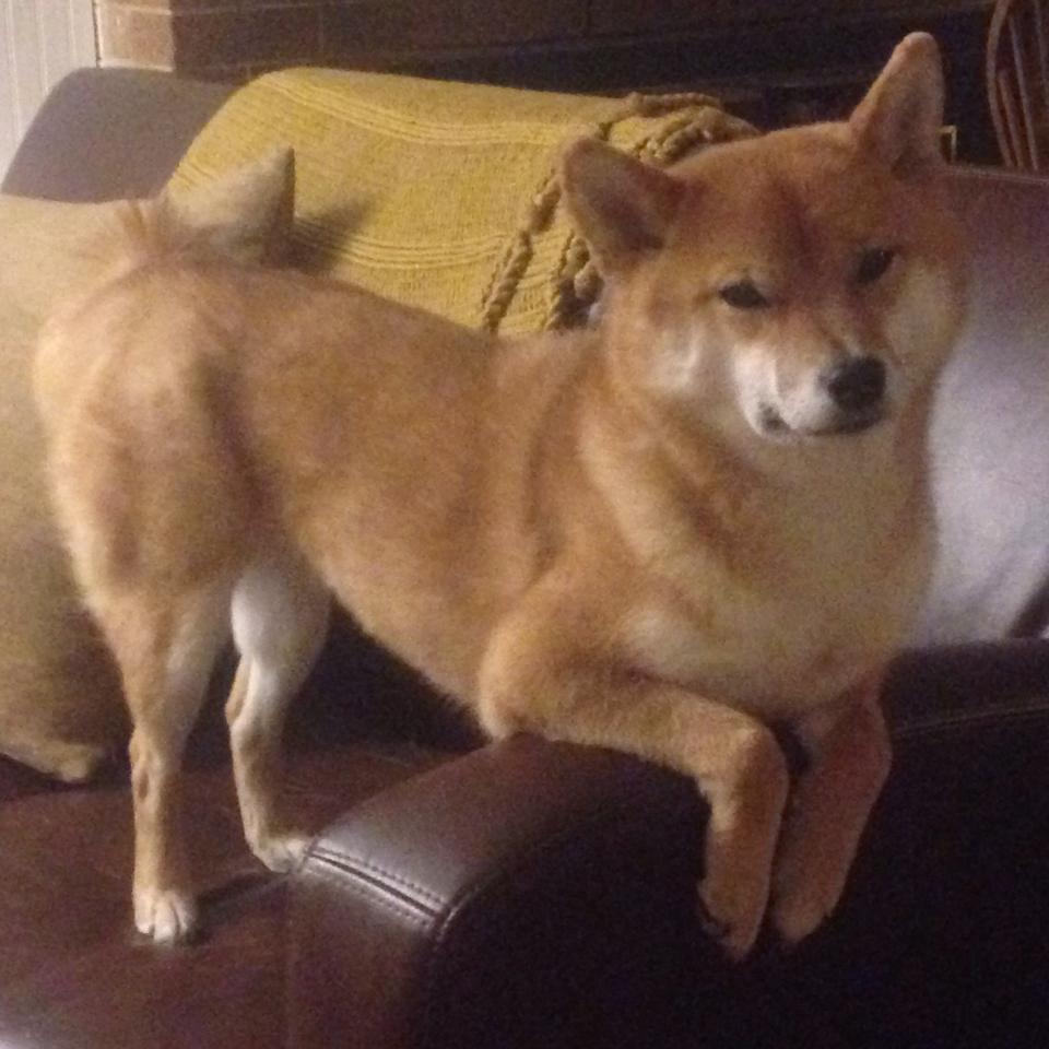 德甲球队构建跨语种语义库提升多国球员战术理解效率